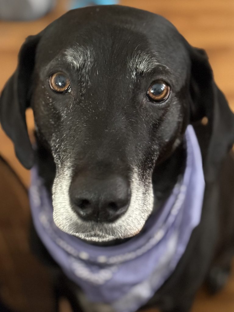 An image of a black Labrador retriever with white hair at the end of his snout.